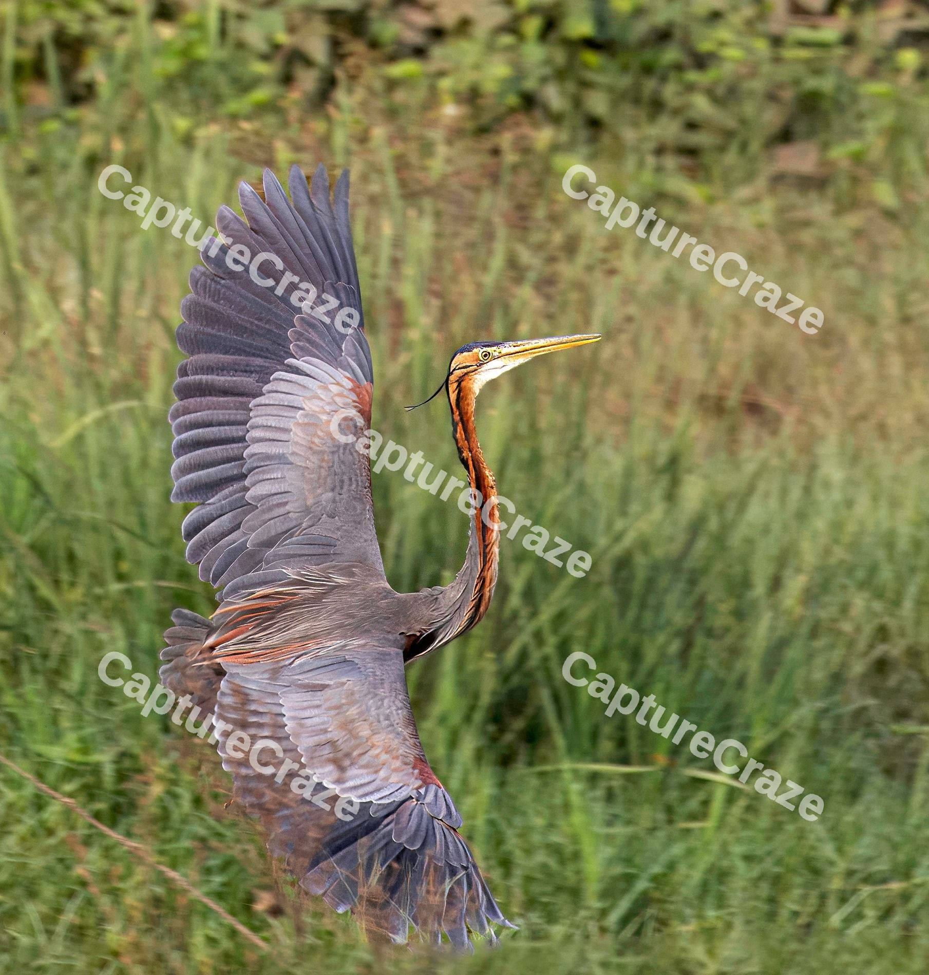 Purple Heron Bird